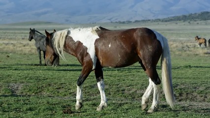 Wall Mural - View of wild Paint horse slowly grazing in grass