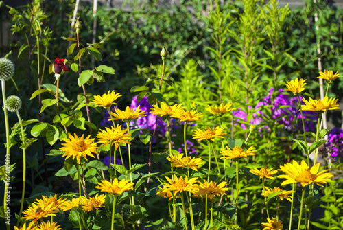 Sonnenauge Heliopsis Und Flammenblumen Phlox Im Staudengarten Im Sommer Buy This Stock Photo And Explore Similar Images At Adobe Stock Adobe Stock