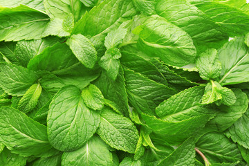 Wall Mural - Fresh lemon balm leaves, closeup