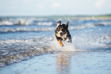  aktywny pies biegnący po wodzie nad morzem