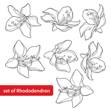 Vector Set With Outline Rhododendron Or Alpine Rose Flower Isolated On White Background. Evergreen Mountain Shrub. Flowers In Contour Style For Summer Or Herbal Medicine Design And Coloring Book.
