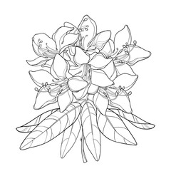 Vector branch with outline Rhododendron or Alpine rose flower isolated on white background. Bunch with mountain flowers and leaves in contour style for summer or herbal design and coloring book.