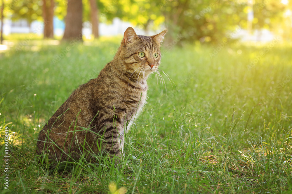 Cute cat sitting on green grass in park
