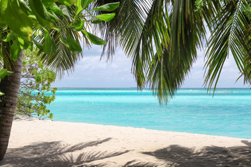 Poster - View of beautiful beach with tropical palms at resort