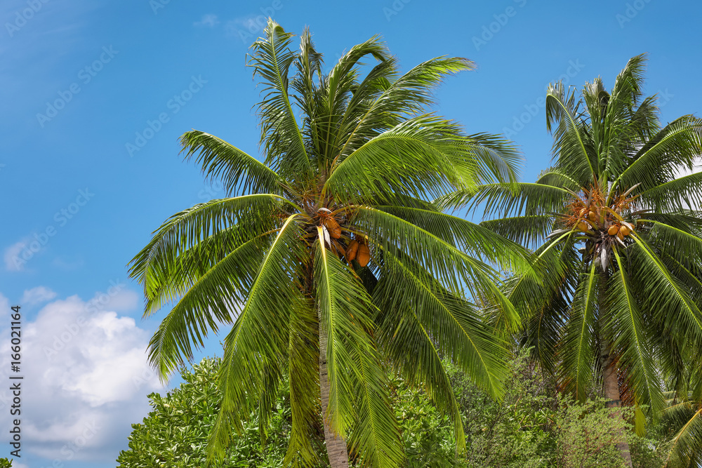 View of beautiful palms at tropical resort