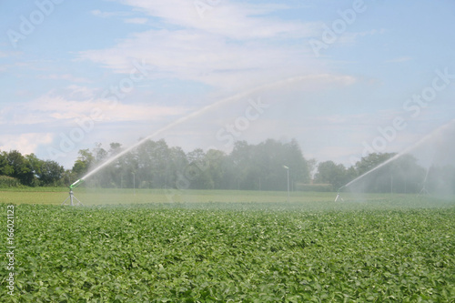 Fotografie, Obraz Irrigazione d'acqua su campo di soia verde in estate