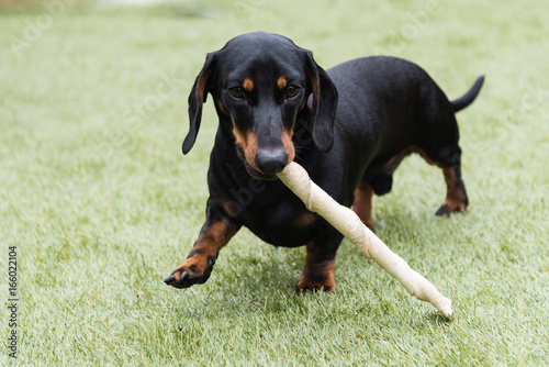 Black And Tan Smooth Haired Miniature Dachshund Playing On Lawn