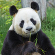      Giant panda sitting on the grass eating bamboo 