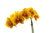 Fototapeta Storczyk - Kwiat storczyka na białym tle.