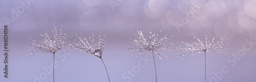 dandelion-z-kroplami-deszczu-na-pieknym-subtelnym-tle