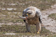 Tawny eagle with spiny tailed lizard kill