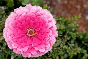 Dahlia pink in garden with green background and text space, picture for valentines day or mother's day