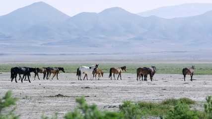 Wall Mural - Wild horse heard walking across the vast desert landscape