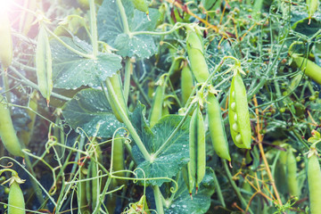 A plantation of peas at the field