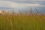 Fototapeta Niebo - Высока трава на лугу на фоне неба