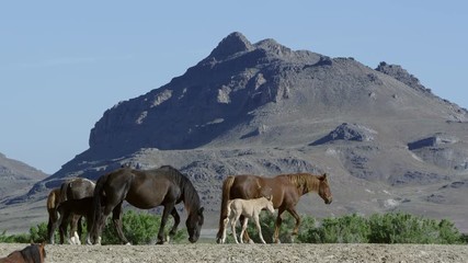 Wall Mural - Small group of wild horses walking with young on hill top