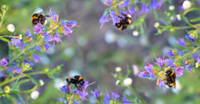 Busy Bumblebees Taking Nectar. Toned Picture.
