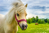 Horse looking at the camera. Portrait of a horse. White pony on a background of green grass. White Horse.
