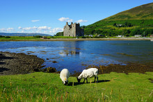 Traditional Scottish Landscape With Sheep Grazing In Front Of The Lochranza Castle Ruins And The Water In Arran, Scotland
