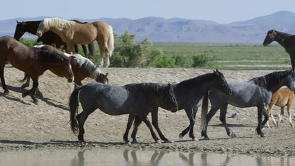 Wall Mural - Panning view following horses walk around water hole