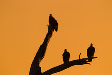 Silhouette Of Vultures On Dead Tree