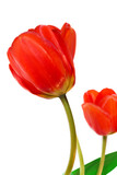 Fototapeta Tulipany - Two red tulips, isolated on white