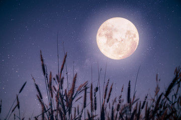 beautiful autumn fantasy - maple tree in fall season and full moon with milky way star in night skie