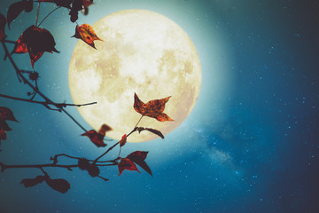 Wall Mural - beautiful autumn fantasy - maple tree in fall season and full moon with milky way star in night skie