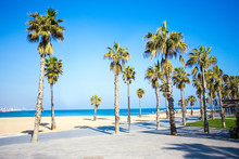 Summer Background - Promenade, Beach And Palms In Barcelona