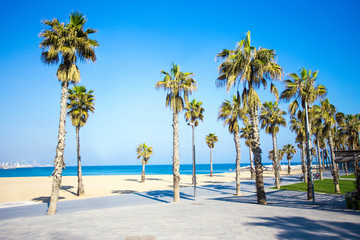 summer background - promenade, beach and palms in Barcelona