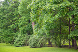 Fototapeta Natura - Green Park with lush trees. Nature background summer. The freshness and purity of the forest.