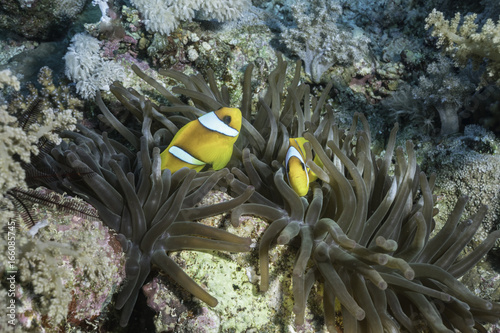 Fotografie, Tablou Anemonenfisch mit Anemone, Rotes Meer