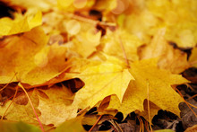 Autumn Yellow Leaves. Autumn Background
