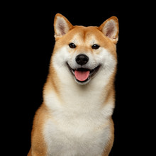 Portrait Of Smiling Shiba Inu Dog, Looks Happy, Isolated Black Background, Front View