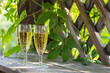 two glasses of white sparkling wine on the background of the summer garden. copy space.
