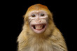 Leinwandbild Motiv Funny Portrait of Smiling Barbary Macaque Monkey, showing teeth Isolated on Black Background