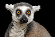 Close-up Portrait Of Ring-tailed Lemur Madagascar Animal, Isolated On Black Background