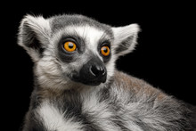 Close-up Portrait Of Ring-tailed Lemur Madagascar Animal, Isolated On Black Background