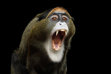 Close-up Portrait Of Yawn De Brazza's Monkey On Isolated Black Background, Show Teeth