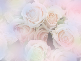 Wall Mural - rose flowers soft style with vintage filter effect