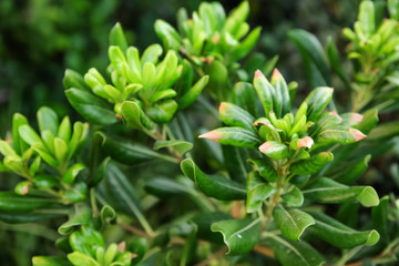 Wall Mural - Green tropical bush, closeup