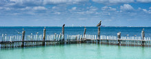 Seabirds Looking Out For Fishes / Seagulls And Pelican Sitting At Keys Of Mexican Island "Isla Mujeres" - Caribbean Wildlife