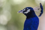 Fototapeta Zwierzęta - Blue Peafowl (Pavo cristatus)