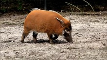 Pig Red River Hog, Potamochoerus Porcus
