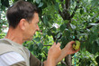 Gardener examines pear fruits with magnifying glass in search of pests and diseases.