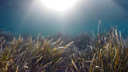 Wall Mural - natural underwater seaweed background 