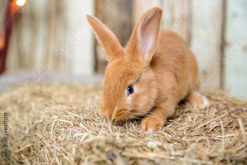 Plakat czerwony mały królik z długimi uszami w żłobie