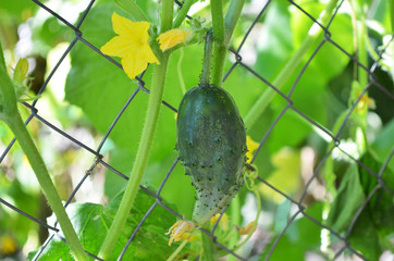 Wall Mural - growing cucumber