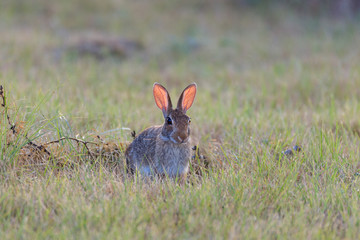 Rabbit