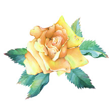 A Beautiful Yellow Rose  Flower With Green Leaves. Hand Drawn Watercolor Painting On White Background.